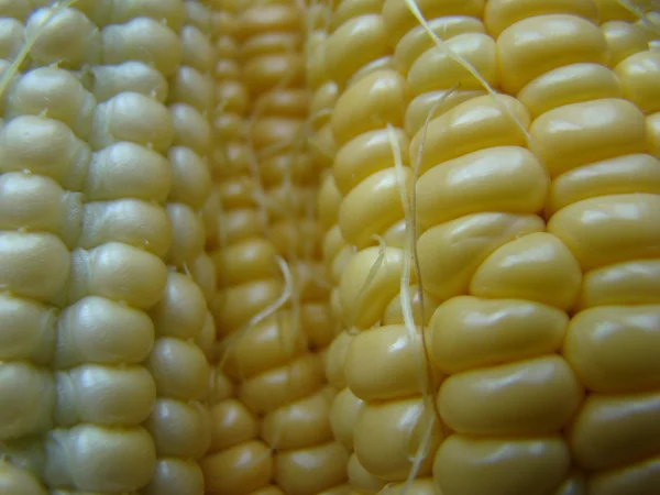Corn Sugar Annual Herbaceous Crop Grain Crop — Stock Photo, Image