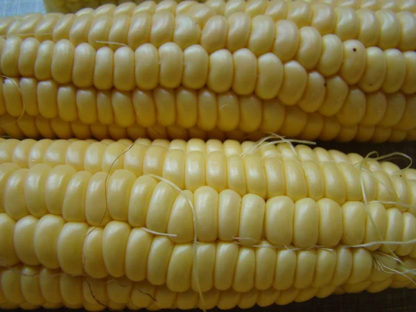 Corn — Stock Photo, Image