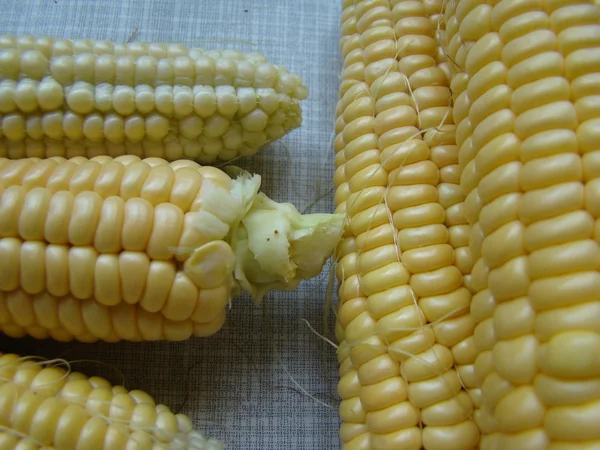 Corn — Stock Photo, Image