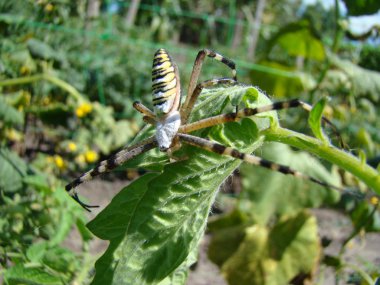 örümcek-eşek arısı güneşin tadını çıkarma ve camera.waiting av için poz.