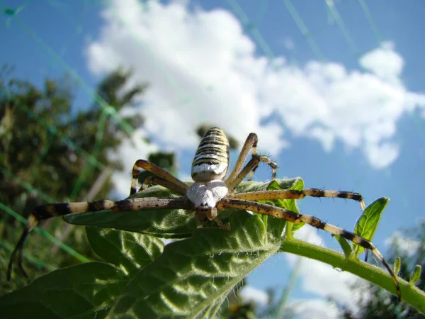Örümcek Eşek Arısı Güneşin Tadını Çıkarma Camera Waiting Için Poz — Stok fotoğraf
