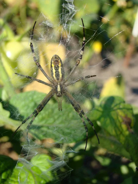 Guêpe Araignée Prélassant Soleil Posant Sur Camera Waiting Pour Proie — Photo