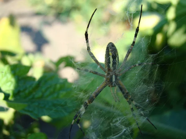 Avispa araña — Foto de Stock