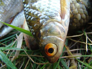 yakalanan balık, farklı balık haç sazan ve hamamböceği aile Cyprinidae aittir.
