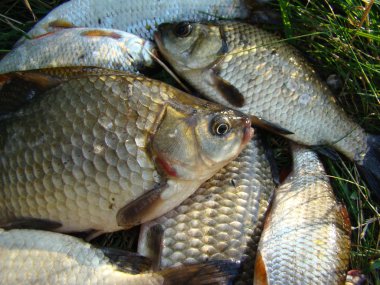 yakalanan balık, farklı balık haç sazan ve hamamböceği aile Cyprinidae aittir.