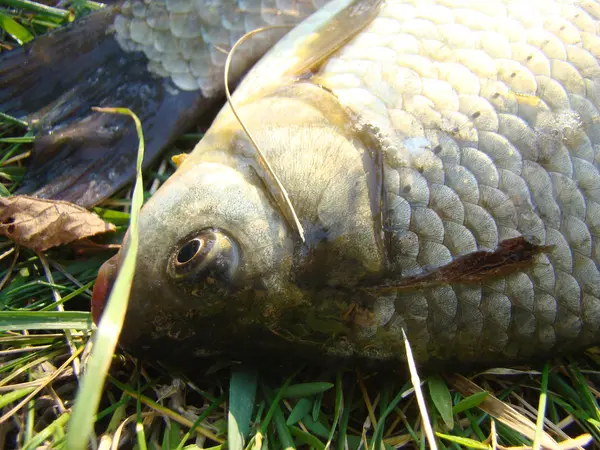 Pește Prins Diferite Pește Crap Crucian Gândac Aparțin Familiei Cyprinidae — Fotografie, imagine de stoc