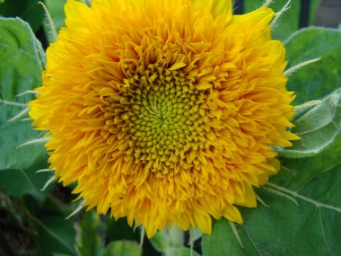 sunflower.sunflower sarı çiçek türü farklı türleri olarak dekoratif ve yağkökü olabilir.