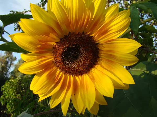 Sunflower Sunflower Sárga Virág Adható Meg Különböző Típusú Mint Egy — Stock Fotó