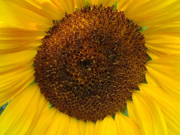 sunflower.sunflower sarı çiçek türü farklı türleri olarak dekoratif ve yağkökü olabilir.
