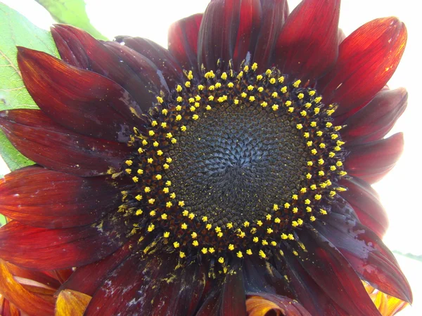 Eine Art Sonnenblume Sonnenblume Gelb Blume Kann Von Verschiedenen Arten — Stockfoto