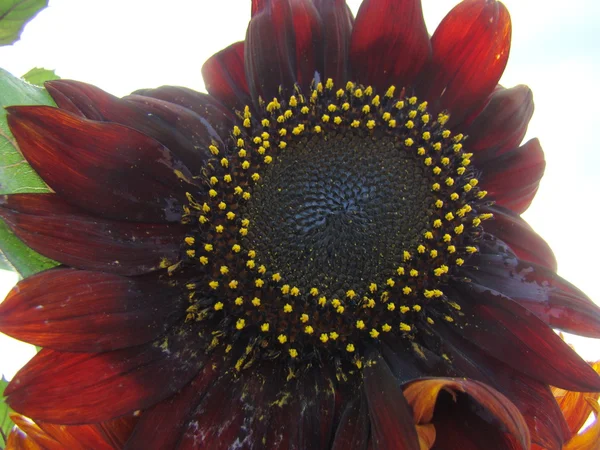 Tipo Flor Amarela Sunflower Sunflower Pode Ser Diferentes Tipos Como — Fotografia de Stock