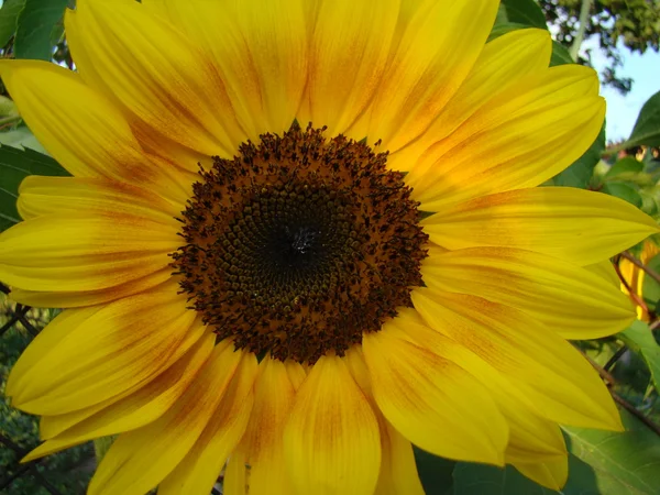 Ένας Τύπος Sunflower Sunflower Κίτρινο Λουλούδι Μπορεί Είναι Διαφορετικών Τύπων — Φωτογραφία Αρχείου