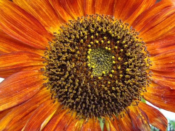 Sunflower Sunflower Sárga Virág Adható Meg Különböző Típusú Mint Egy — Stock Fotó