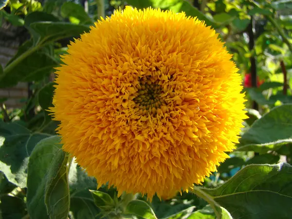 Sunflower Sunflower Sarı Çiçek Türü Farklı Türleri Olarak Dekoratif Yağkökü — Stok fotoğraf