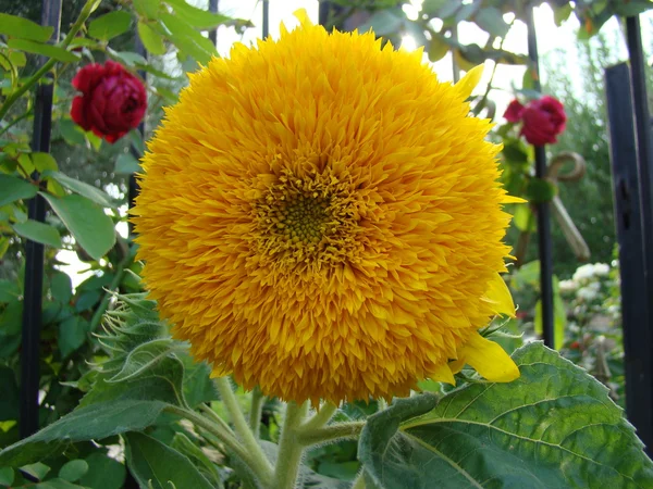 Tipo Flor Amarela Sunflower Sunflower Pode Ser Diferentes Tipos Como — Fotografia de Stock