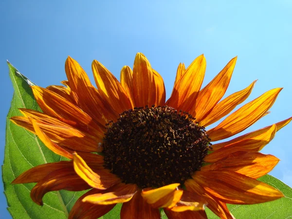 a type of sunflower.sunflower yellow flower can be of different types as a decorative and oilseeds.