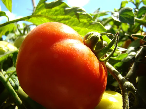 Tomates Vegetais Baga Família Nightshade Uma Planta Herbácea — Fotografia de Stock