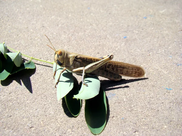 Locust — Stock Photo, Image