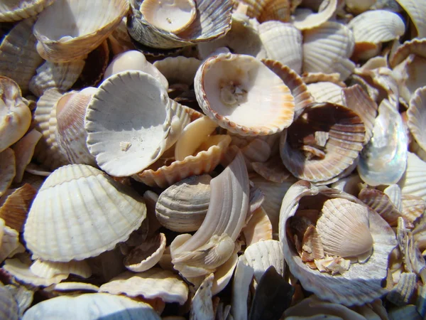 Conchas — Fotografia de Stock