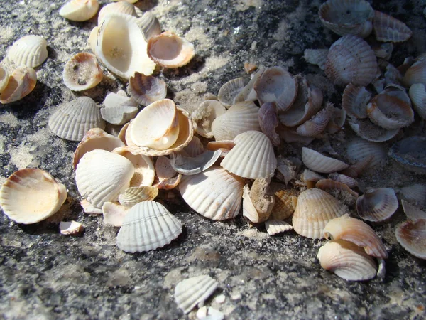 Muscheln — Stockfoto