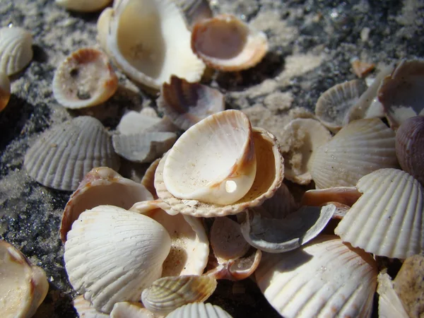 Conchas — Fotografia de Stock