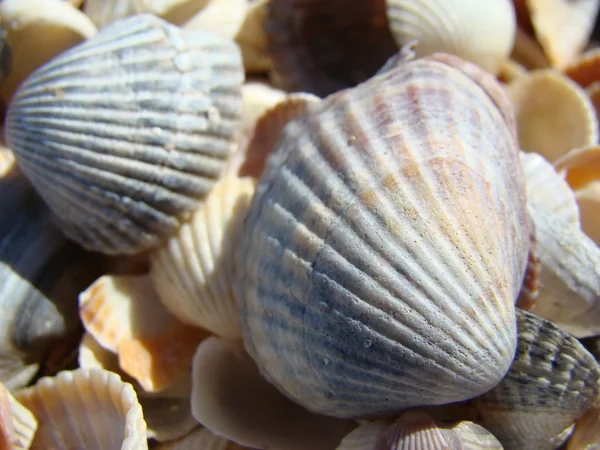 Conchas — Fotografia de Stock