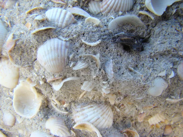 Shells — Stock Photo, Image