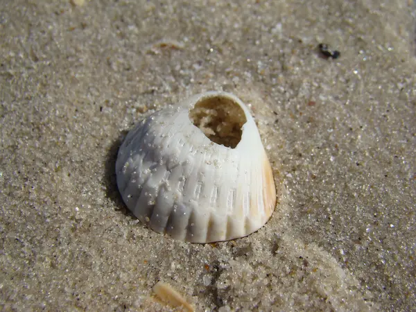 Schelpen — Stockfoto