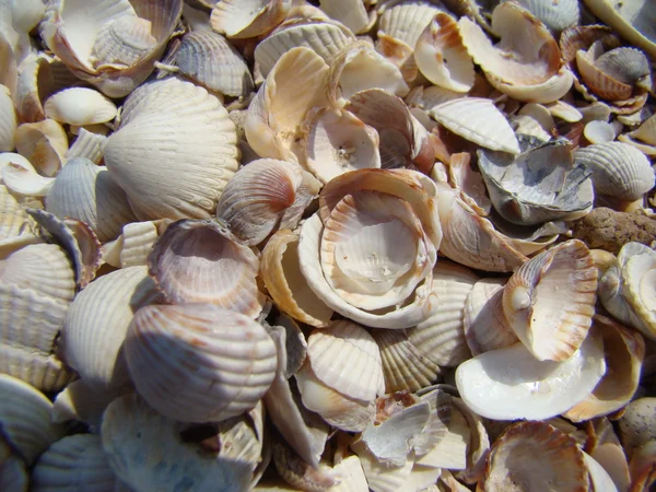 Shells — Stock Photo, Image