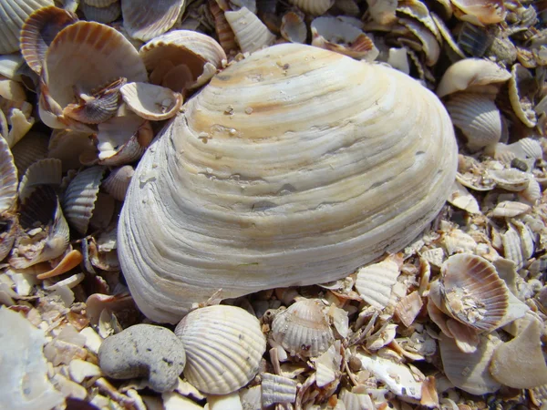 Shells — Stock Photo, Image