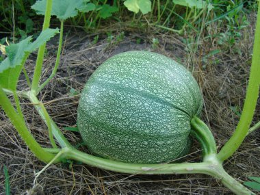 bahçede büyüyen sıradan kabak, aile Cucurbitaceae otsu bitkilerin bir cins.