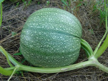 bahçede büyüyen sıradan kabak, aile Cucurbitaceae otsu bitkilerin bir cins.