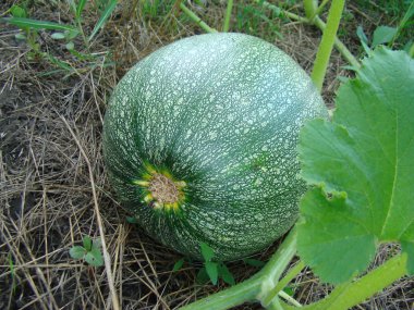 bahçede büyüyen sıradan kabak, aile Cucurbitaceae otsu bitkilerin bir cins.