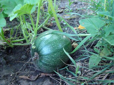 bahçede büyüyen sıradan kabak, aile Cucurbitaceae otsu bitkilerin bir cins.