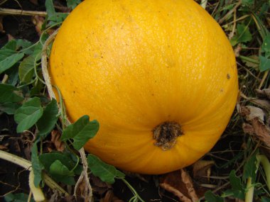 bahçede büyüyen sıradan kabak, aile Cucurbitaceae otsu bitkilerin bir cins.