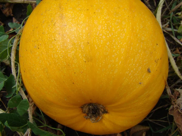 Ordinary Pumpkin Growing Garden Genus Herbaceous Plants Family Cucurbitaceae — Stock Photo, Image