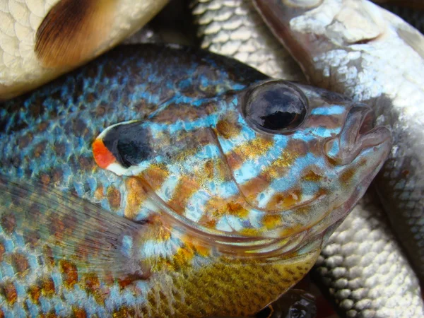 Αλιεύονται Ψάρια Ψάρια Ήλιο Eared Πέρκα Roach Είδη Ψαριών — Φωτογραφία Αρχείου