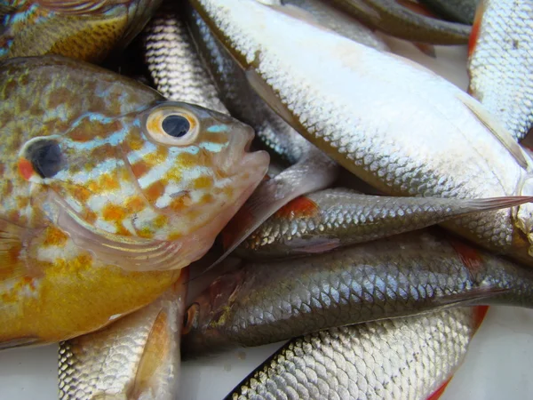 물고기 바퀴벌레 물고기의 — 스톡 사진