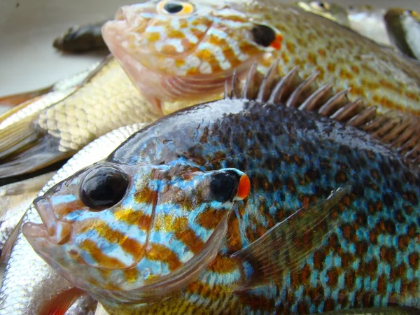 Αλιεύονται Ψάρια Ψάρια Ήλιο Eared Πέρκα Roach Είδη Ψαριών — Φωτογραφία Αρχείου