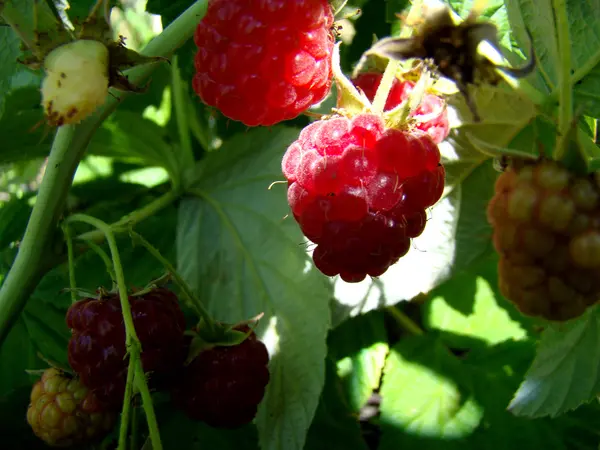 Frambuesa Roja Arbusto Caducifolio Con Raíces Perennes — Foto de Stock