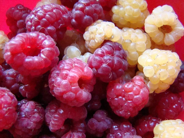 Fresh Raspberries Collected Ode Bunch — Stock Photo, Image