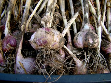 sarımsak çok yıllık otsu bir bitkidir