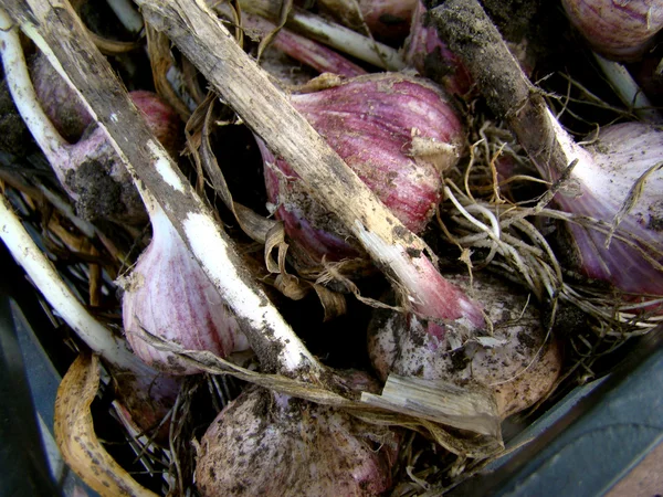 Jednoděložné Rostliny Druhů Rodu Cibule — Stock fotografie