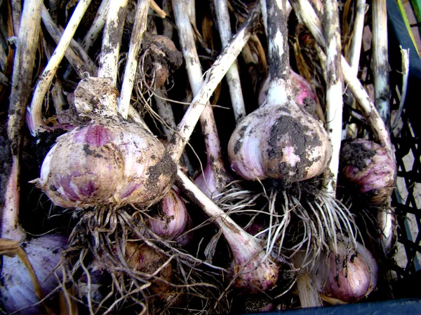 Plantas Herbáceas Perennes Del Género Cebolla — Foto de Stock