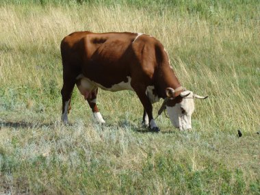 Güneşli bir çayır, ikiye tabancayla evcil hayvan otlatma inek.