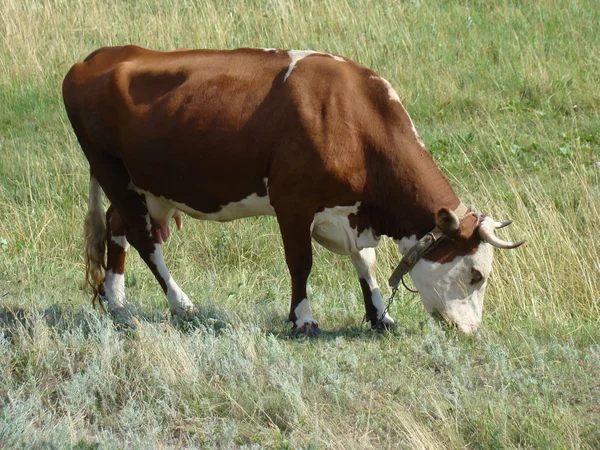 日当たりの良い草原 ばらばら有蹄類家畜の放牧牛します — ストック写真