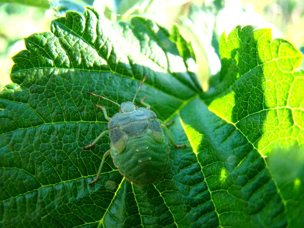 森と庭の植物 ランダムなユーザーのシティ アパート メンツの害虫のカメムシ — ストック写真