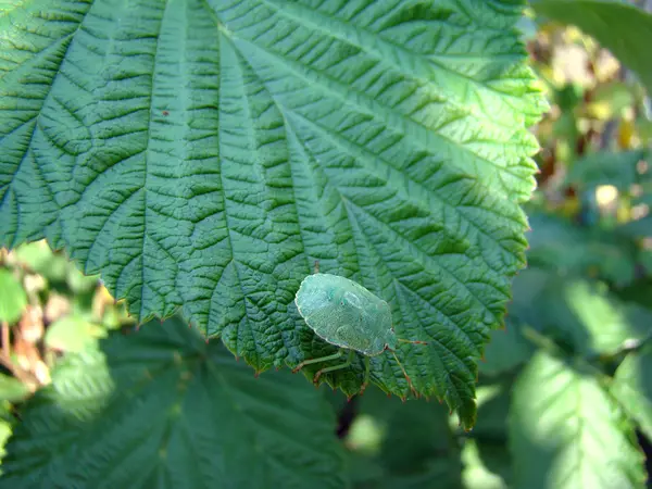 Stink Bug Ένα Παράσιτο Του Δάσους Και Κήπου Φυτά Τυχαία — Φωτογραφία Αρχείου