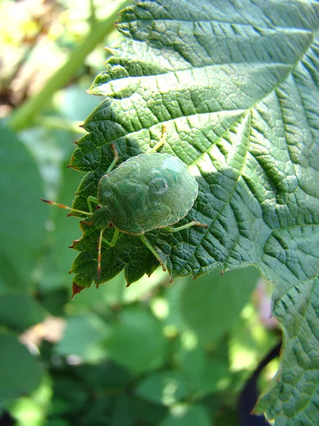 森林和园林植物的害虫 随机客人城市公寓 — 图库照片