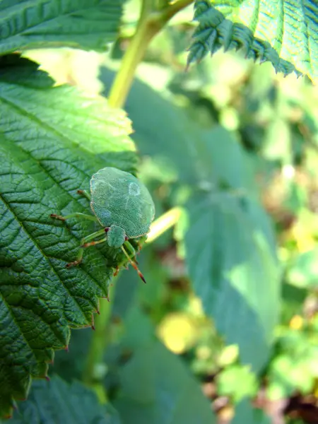 Bug puzzolente verde — Foto Stock